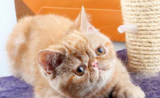 怎样让宠物猫咪在白天保持好的精神状态？（调节生活方式，关注健康需求）
