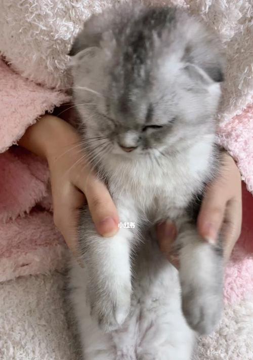 怎样让宠物猫咪在白天保持好的精神状态？（调节生活方式，关注健康需求）