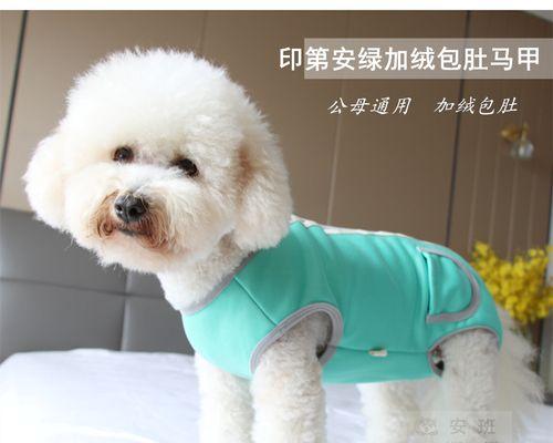 半个月的狗狗没精神不吃东西，如何调理？（宠物主人必读，了解如何让你的狗狗恢复健康！）