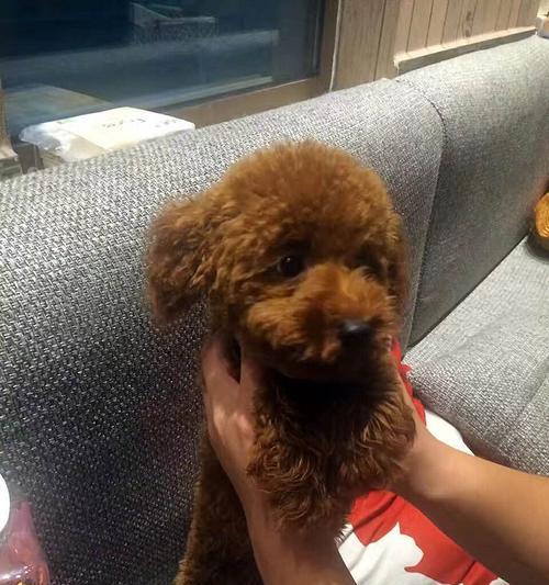 泰迪犬用药指南（适合半个月大泰迪的药物种类及注意事项）