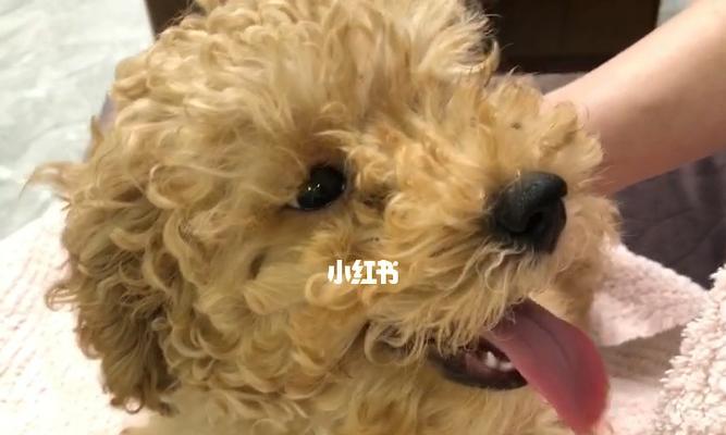 泰迪犬用药指南（适合半个月大泰迪的药物种类及注意事项）