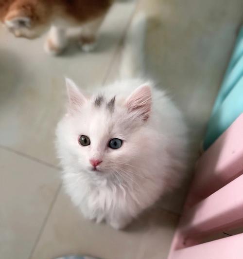 初生小猫能站立吗？（探寻小猫站立的奥秘，解答您心中的疑惑）
