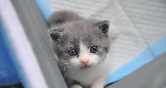 初生小猫能站立吗？（探寻小猫站立的奥秘，解答您心中的疑惑）
