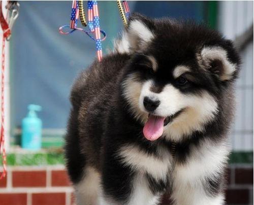 半岁阿拉斯加犬的营养健康饮食指南（为你的宠物提供健康营养的食谱）