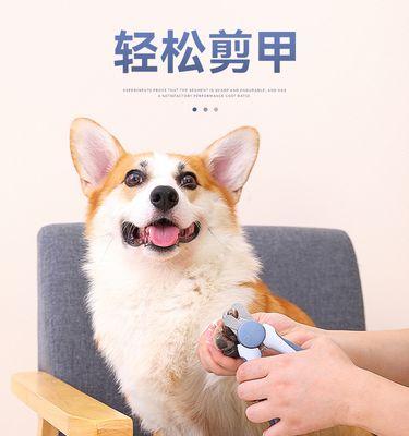 怎样剪狗狗的指甲（宠物美容师教你正确处理）