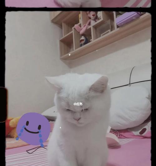如何正确给猫洗澡（为您提供宠物猫健康生活的指南，掌握正确洗澡方法）