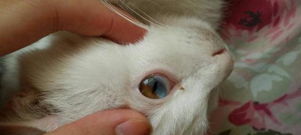 如何帮助宠物猫拔除寄生虫（手把手教你正确清除猫咪寄生虫，保护它们的健康）