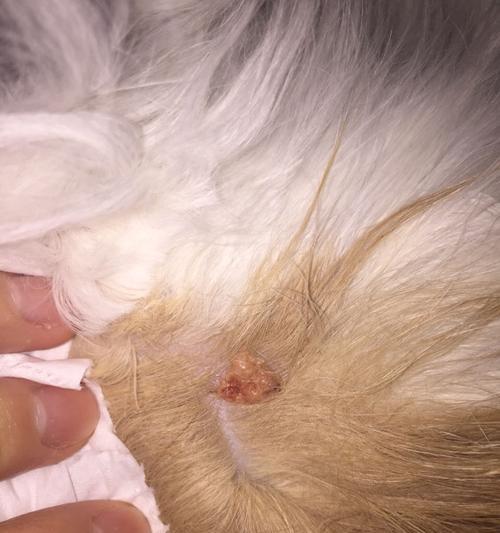 如何帮助宠物猫拔除寄生虫（手把手教你正确清除猫咪寄生虫，保护它们的健康）