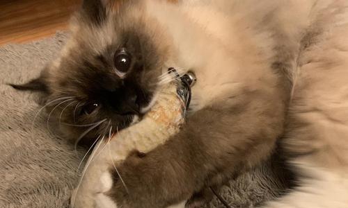 暴走布偶猫豆瓣的宠物日记（一个萌宠的奇妙冒险）