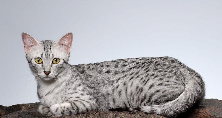 豹子猫咪与树的角逐（一场宠物界的终极对决，看谁能在树上更厉害！）