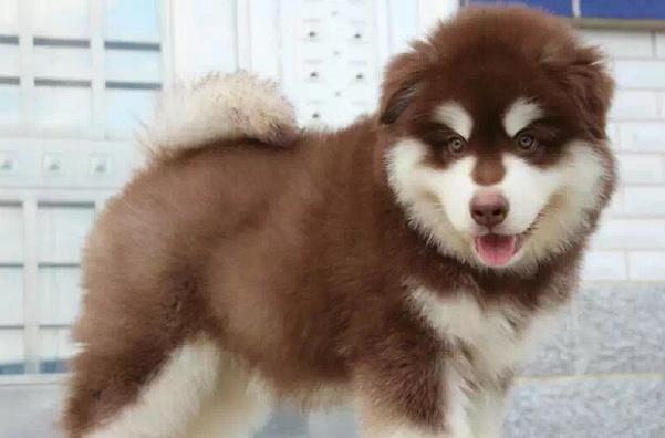 北方阿拉斯加犬（探索北极之犬的神秘世界）