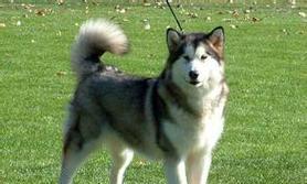 北方阿拉斯加犬（探索北极之犬的神秘世界）