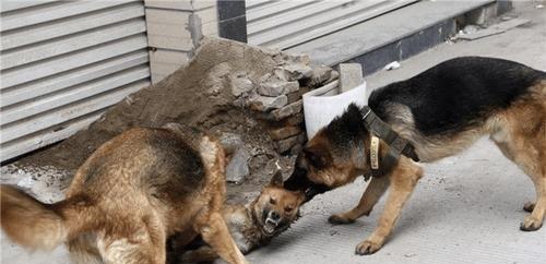 狗狗被打后为什么会发抖？（探究狗狗被打后发抖的原因和应对方法）