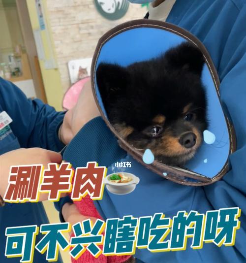 狗狗被打后为什么会发抖？（探究狗狗被打后发抖的原因和应对方法）