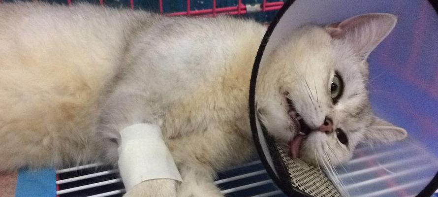 猫咪抓流血需不需要打针？（宠物主人必读的疫苗知识）