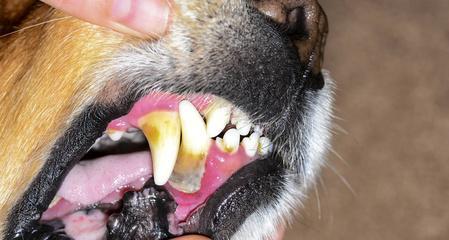 被小狗牙齿刮伤怎么处理？——宠物爱好者必读（小狗牙齿刮伤后的急救措施、常规处理方法、注意事项）
