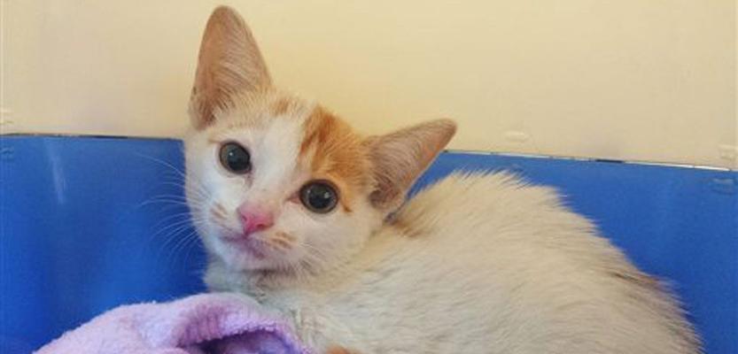 被小猫咬了出了点血，有事吗？（了解猫咬伤的危害和防范措施）