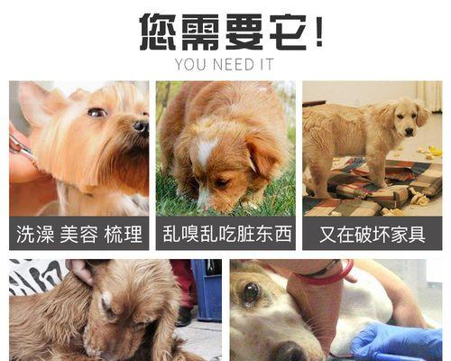 被小猫咬了怎么办？（宠物咬伤处理方法，小猫咬人的原因）