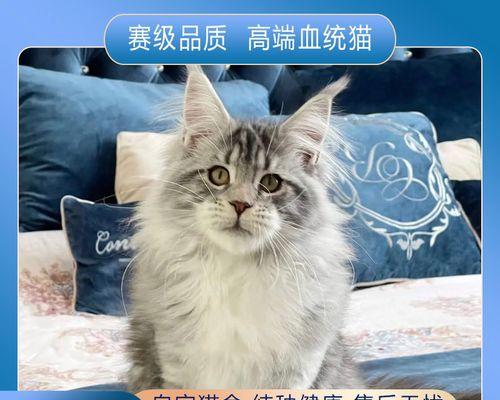 被小猫咪咬了，应该注意些什么？（宠物咬伤后的处理方法及预防措施）