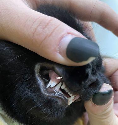 被猫咪咬了怎么办？（宠物猫咬伤的应急处理和预防措施）