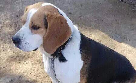 以比格幼犬不能吃的食物（保护宠物健康的必备知识）