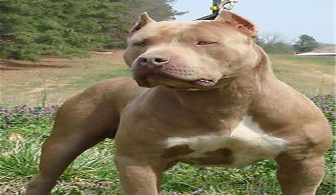 如何治疗比特犬的湿疹（宠物护理知识）