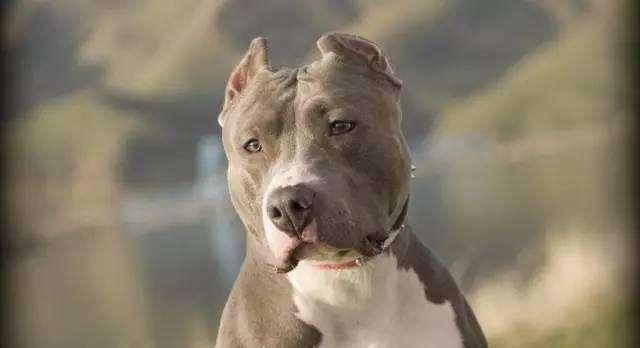 如何治疗比特犬的湿疹（宠物护理知识）