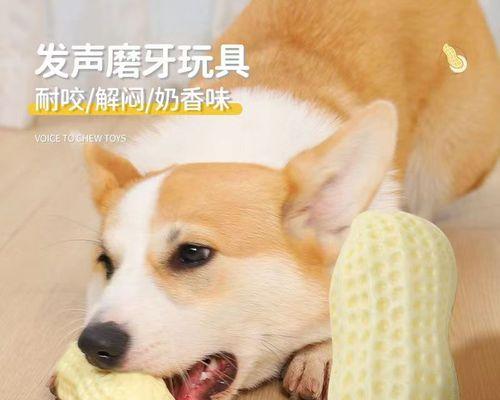 比熊被小狗咬伤的经历（宠物攻击事件揭示出的责任与教训）