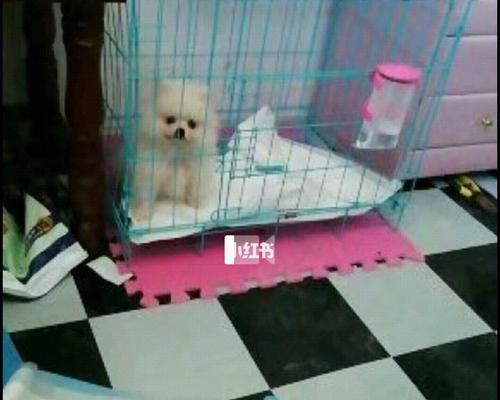 博美4个月吃狗粮吐？！不要慌，这些方法能帮助你！（解决狗狗食欲不振和呕吐的问题）