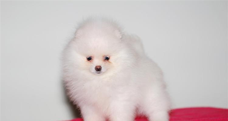探索博美犬的魅力世界（以博美500左右的狗为主题的宠物趣闻）