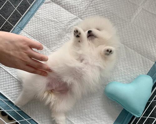 如何让博美不吃狗粮也能健康成长（探究面包对博美的健康影响，科学喂养才是王道）