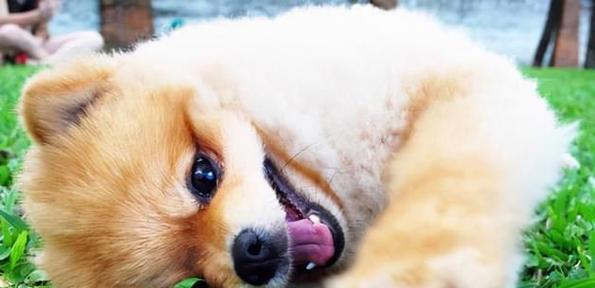 博美不吃狗粮，主人该如何应对？