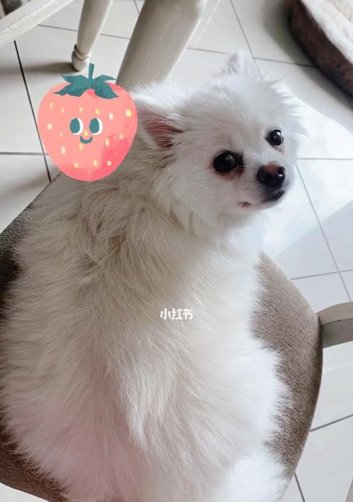 如何正确喂养博美犬？（是否应该给博美犬的狗粮参水？）