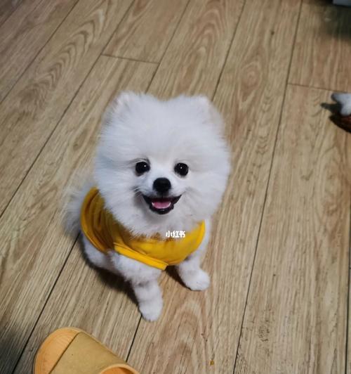 以博美吃泡软狗粮为主的饲养方法（科学、健康、美味的食物选择）