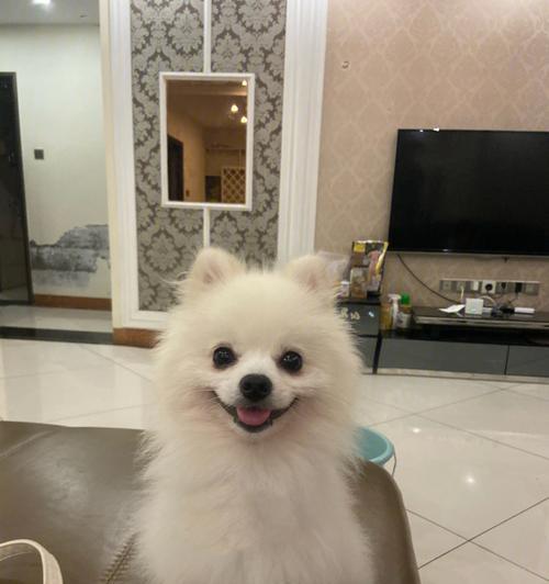 博美的健康饮食之路（以宠物为主，探究适合博美的狗粮推荐）