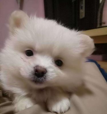 以博美串什么狗好看？（探索不同品种犬类的外观特点，为博美串狗选择提供参考）
