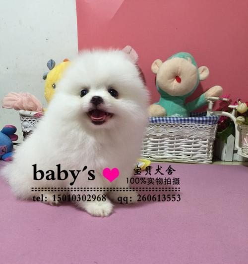 以博美串什么狗好看？（探索不同品种犬类的外观特点，为博美串狗选择提供参考）