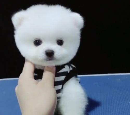 宠物可以洗澡打狂犬疫苗吗？（解答关于以博美打狂犬疫苗可以洗澡的疑问）