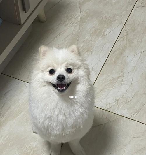 宠物可以洗澡打狂犬疫苗吗？（解答关于以博美打狂犬疫苗可以洗澡的疑问）