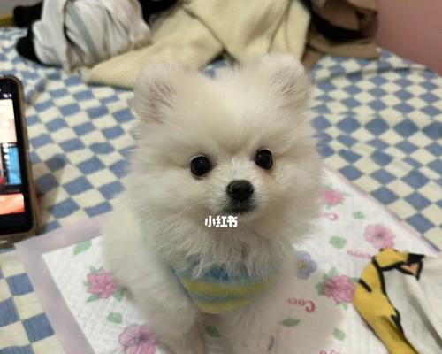 宠物可以洗澡打狂犬疫苗吗？（解答关于以博美打狂犬疫苗可以洗澡的疑问）