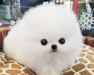博美与茶杯犬（宠物世界中的差异与共通之处）