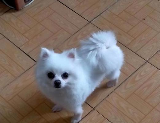 博美狗的特征外貌（探秘博美狗的外形、特征和饲养）