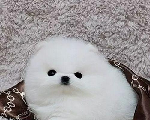 漫谈博美狗的丰富色彩（探寻博美狗的多彩世界）