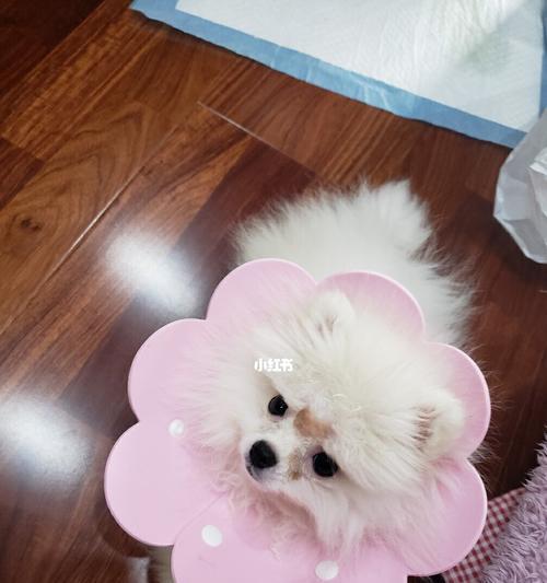 博美狗炸毛周期解析（探究博美狗的炸毛周期及护理技巧）