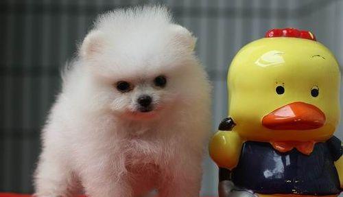 博美犯错怎么办？（以宠物为主，如何正确处理狗狗的错误行为？）