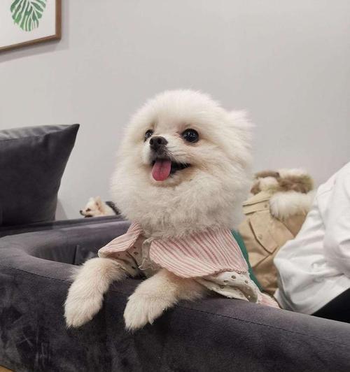 博美犯错怎么办？（以宠物为主，如何正确处理狗狗的错误行为？）