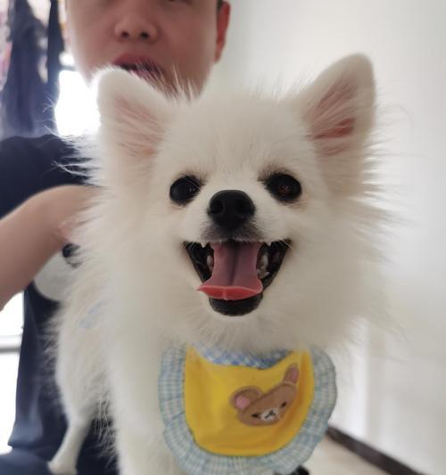 了解宠物的情感表达，更深入地了解你的博美狗（了解宠物的情感表达，更深入地了解你的博美狗）