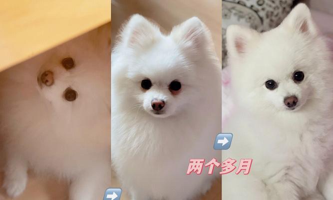 以博美狗狗吃了鸡胸肉不拉屎的原因及解决方法（宠物主人必须知道的鸡肉喂食细节）