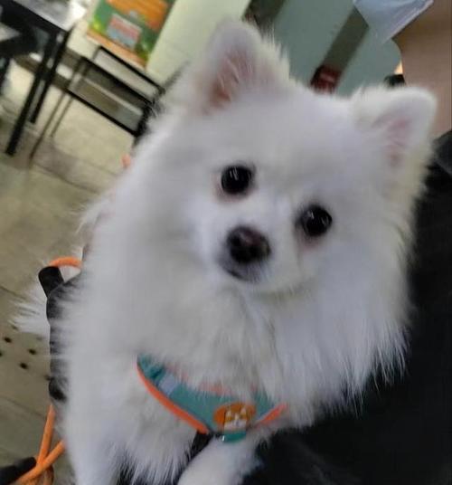 揭秘博美狗狗肚子抖的原因和解决方法（宠物狗常见症状，肚子抖是怎么回事？如何帮助它缓解？）