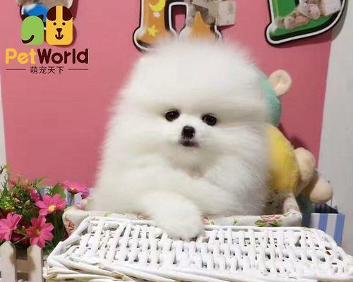 探讨博美狗狗老流眼泪的原因及解决方法（了解博美狗狗的泪腺问题，让它们健康快乐生活）